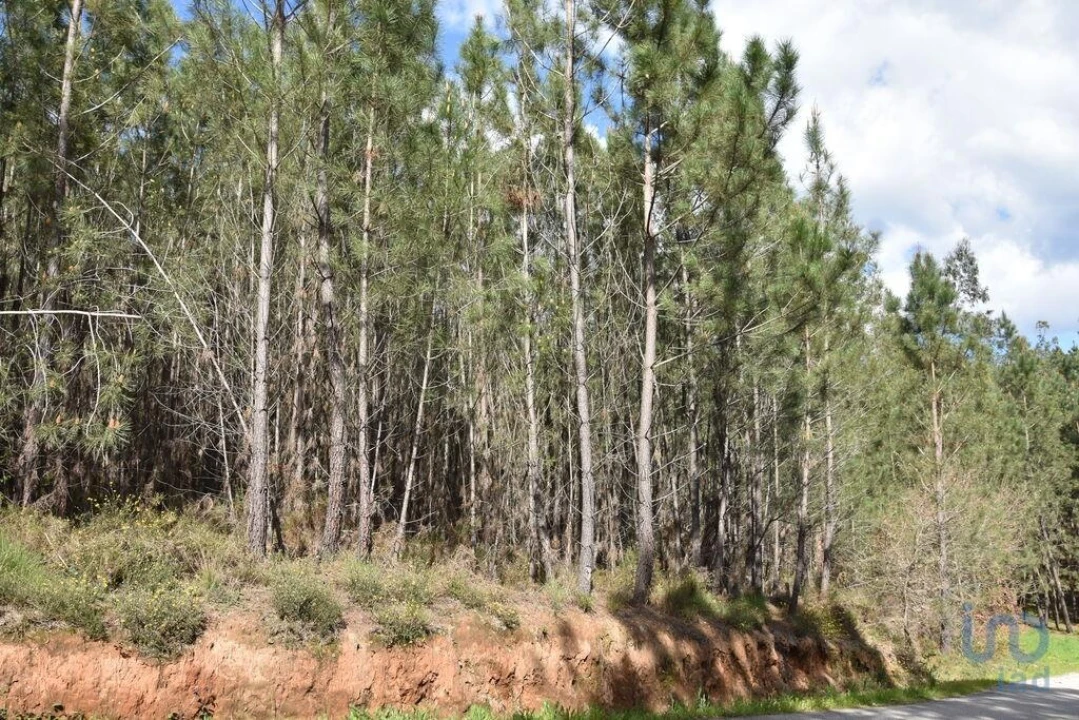 Terreno para Venda em Rio de Couros e Casal dos Bernardos Foto 2