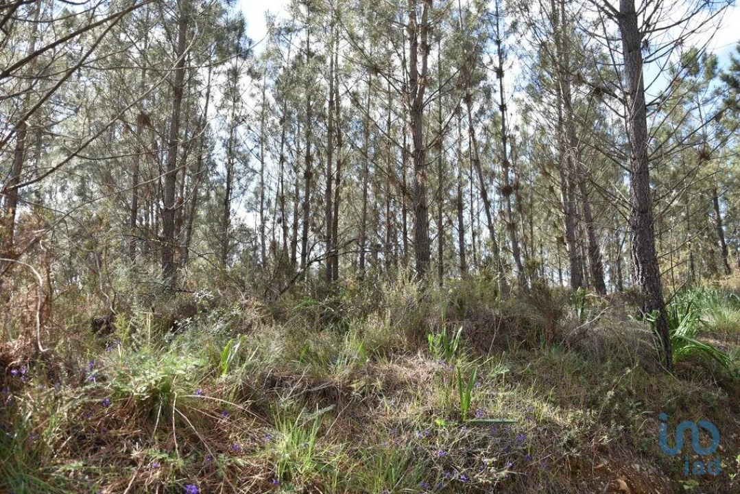 Terreno para Venda em Rio de Couros e Casal dos Bernardos Foto 13