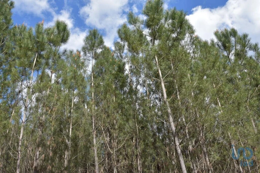 Terreno para Venda em Rio de Couros e Casal dos Bernardos Foto 11