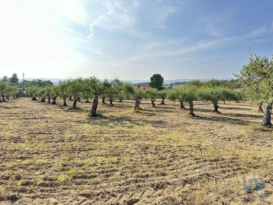 Terreno para Venda em Açores e Velosa Foto 1