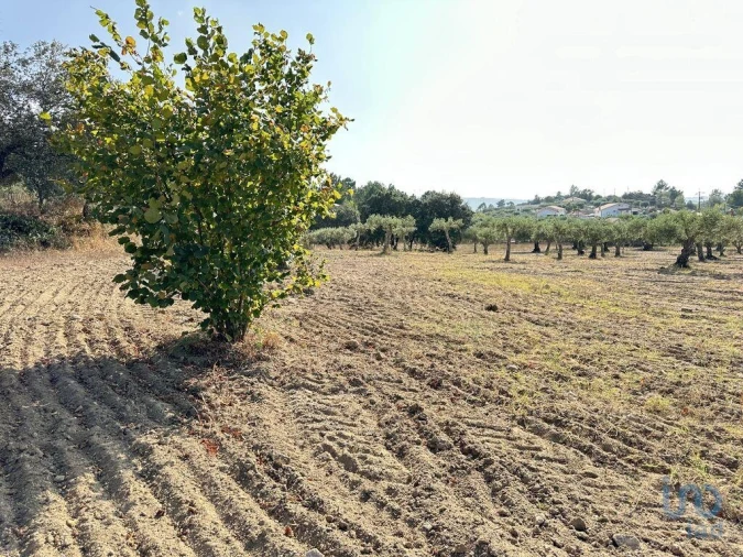 Terreno para Venda em Açores e Velosa Foto 7
