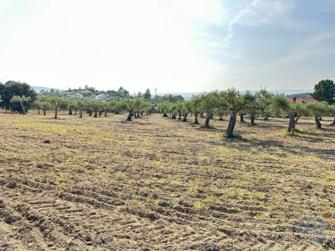 Terreno para Venda em Açores e Velosa Foto 6