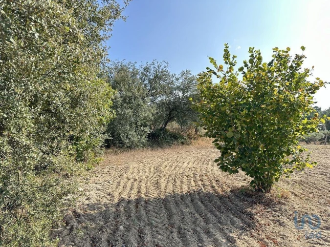 Terreno para Venda em Açores e Velosa Foto 9