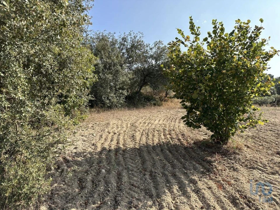Terreno para Venda em Açores e Velosa Foto 8