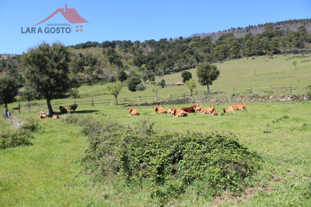 Quinta T20 para Venda em Gebelim e Soeima Foto 34