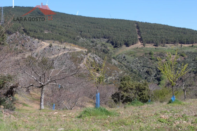 Quinta T20 para Venda em Gebelim e Soeima Foto 9