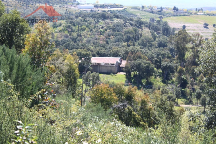 Quinta T20 para Venda em Gebelim e Soeima Foto 16