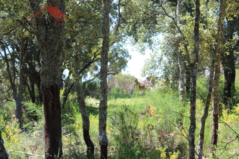 Quinta T20 para Venda em Gebelim e Soeima Foto 24