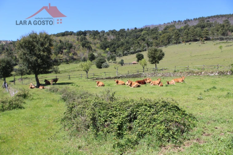 Quinta T20 para Venda em Gebelim e Soeima Foto 33