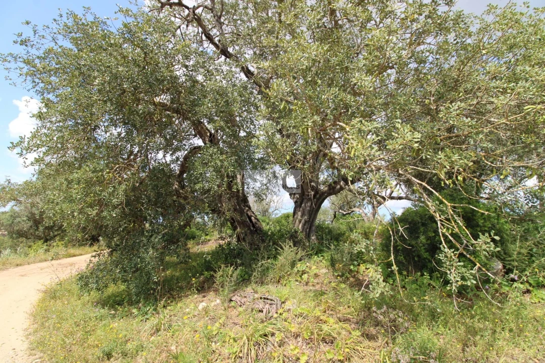 Terreno para Venda em Mexilhoeira Grande Foto 11