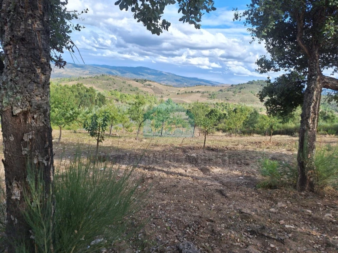 Terreno para Venda em Barcel, Marmelos e Valverde da Gestosa Foto 13