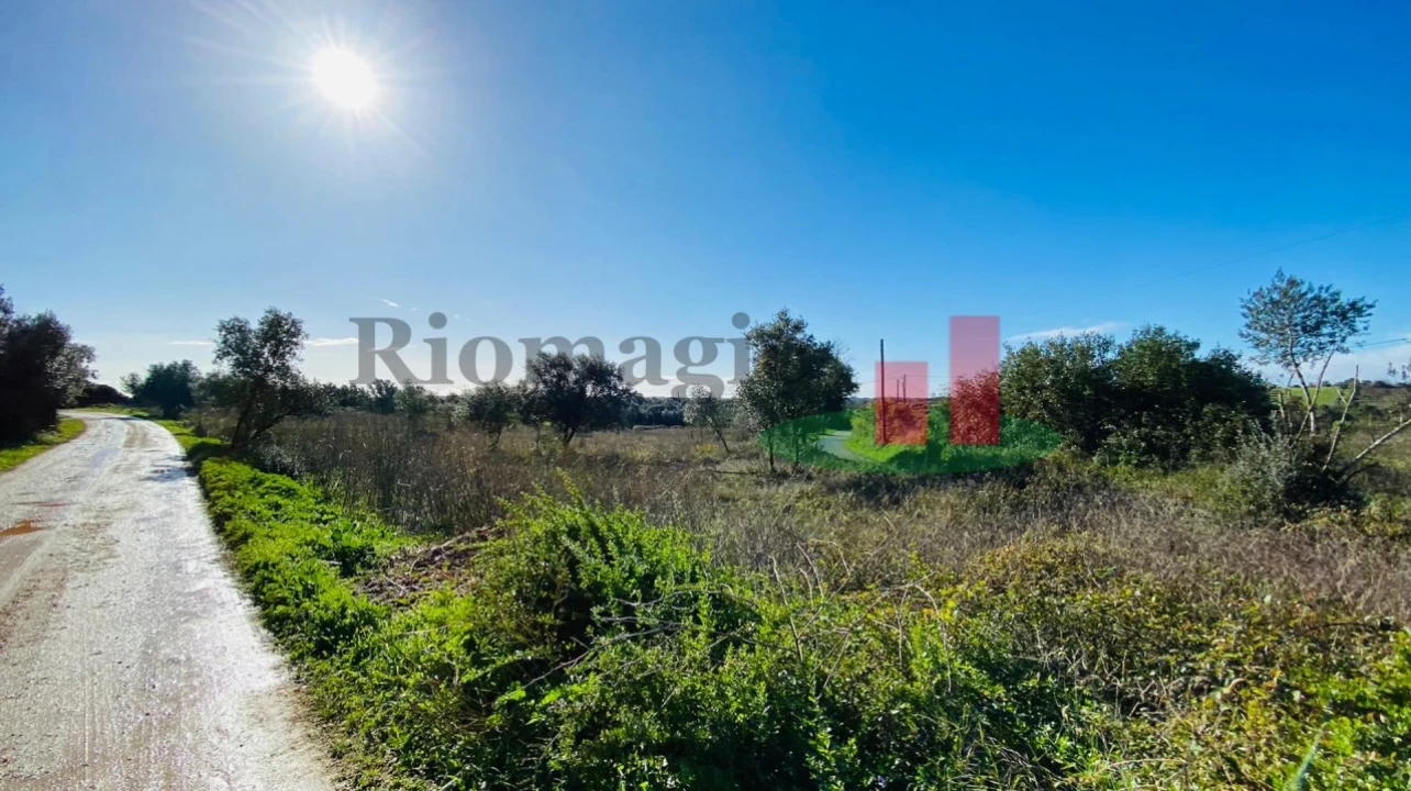 Terreno Agricola ou Rústico para Venda em Marmeleira e Assentiz Foto 4