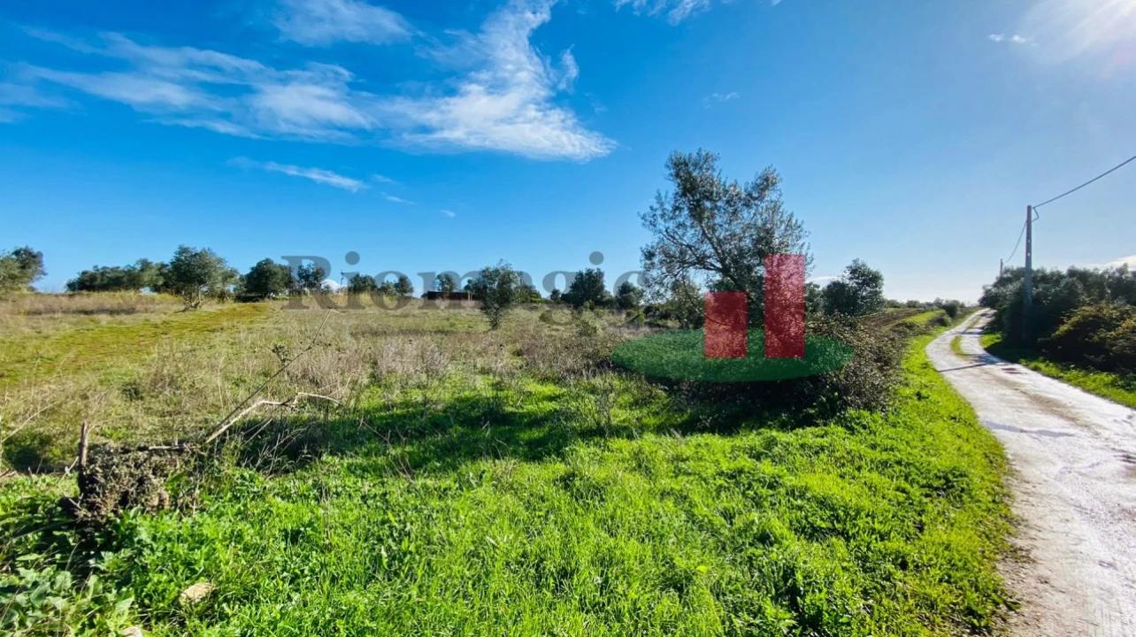 Terreno Agricola ou Rústico para Venda em Marmeleira e Assentiz Foto 13