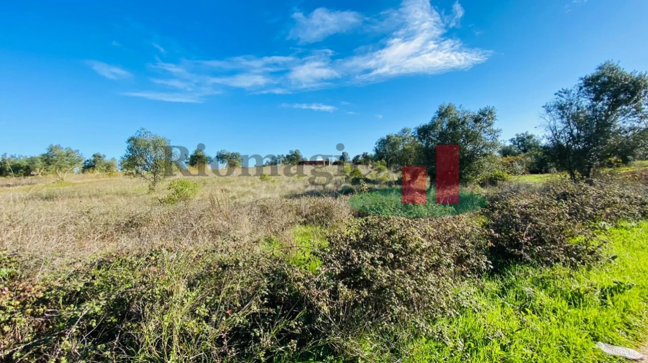 Terreno Agricola ou Rústico para Venda em Marmeleira e Assentiz Foto 17