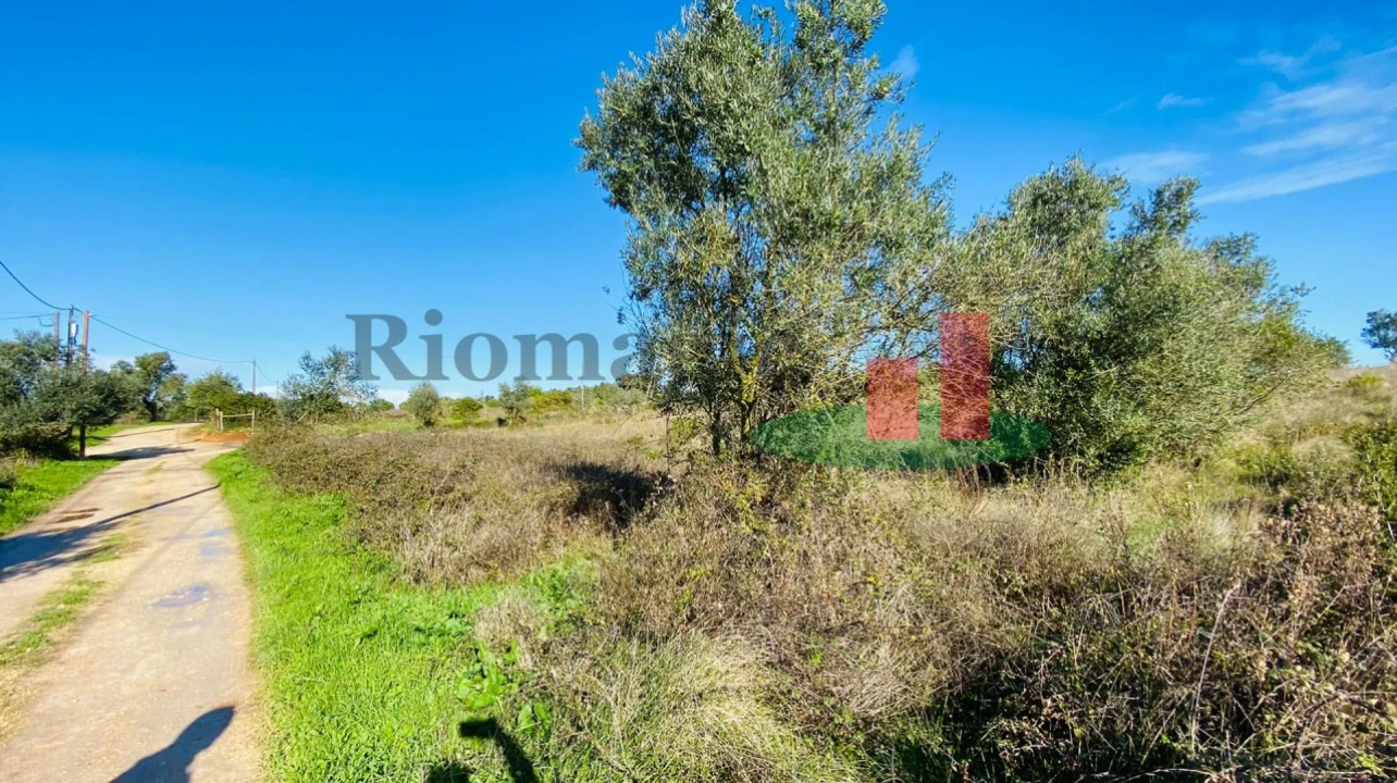 Terreno Agricola ou Rústico para Venda em Marmeleira e Assentiz Foto 18