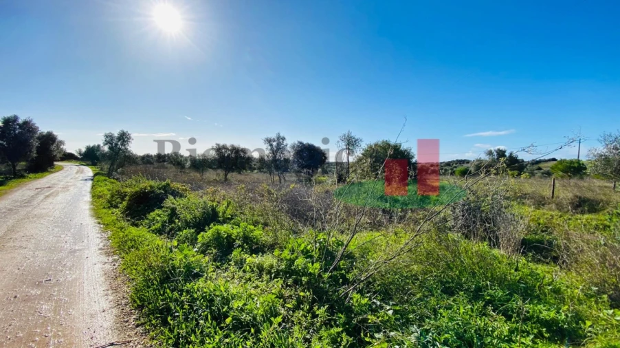 Terreno Agricola ou Rústico para Venda em Marmeleira e Assentiz