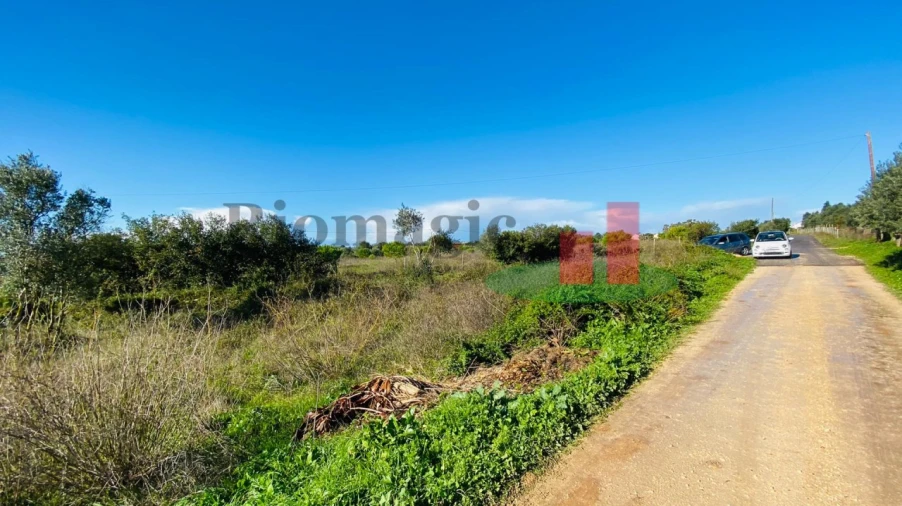 Terreno Agricola ou Rústico para Venda em Marmeleira e Assentiz Foto 6