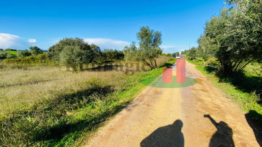 Terreno Agricola ou Rústico para Venda em Marmeleira e Assentiz Foto 7