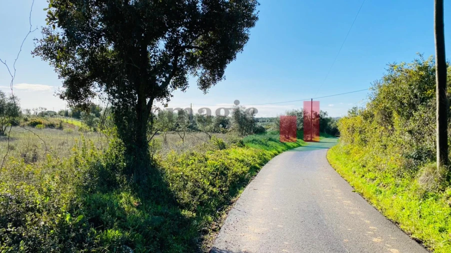 Terreno Agricola ou Rústico para Venda em Marmeleira e Assentiz Foto 11