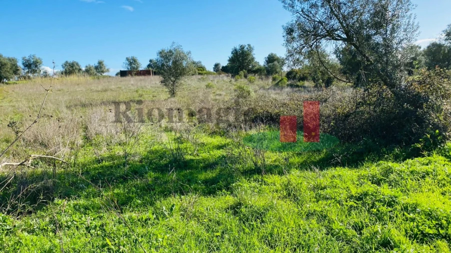 Terreno Agricola ou Rústico para Venda em Marmeleira e Assentiz Foto 14