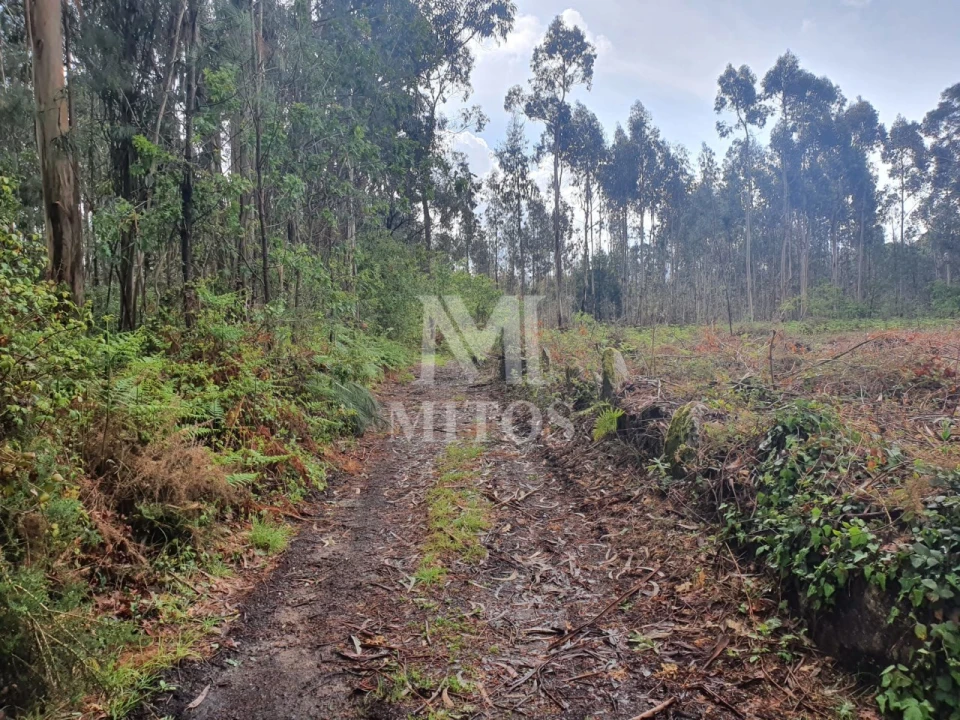 Terreno Comércio / Armazém para Venda em Vila de Punhe Foto 3