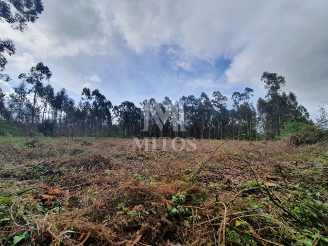 Terreno Comércio / Armazém para Venda em Vila de Punhe Foto 4