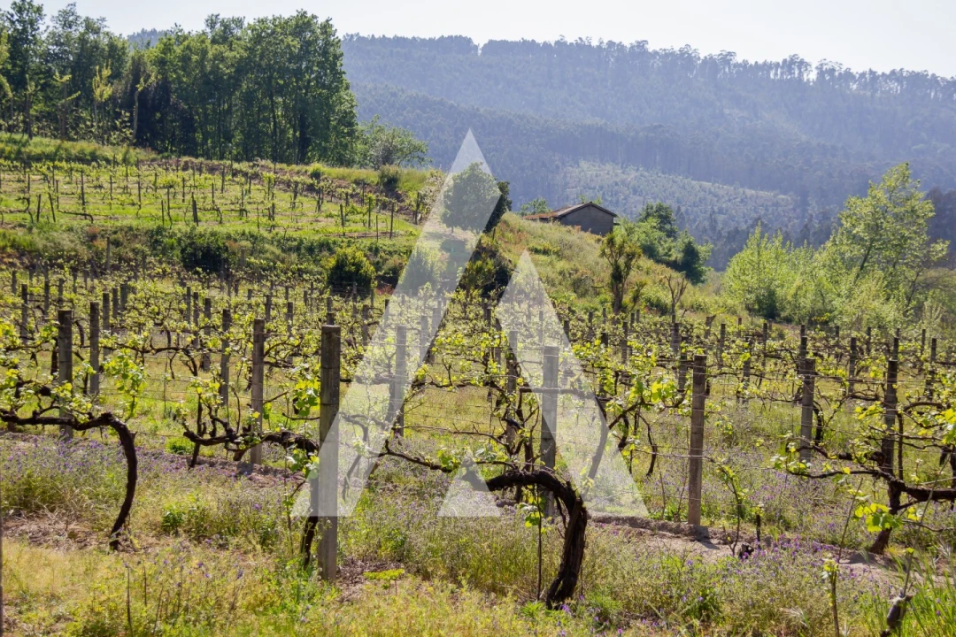 Terreno Agricola ou Rústico para Venda em Jugueiros Foto 3