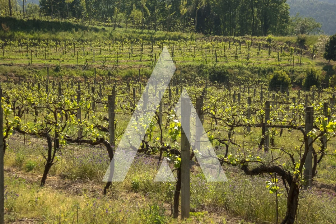 Terreno Agricola ou Rústico para Venda em Jugueiros Foto 2