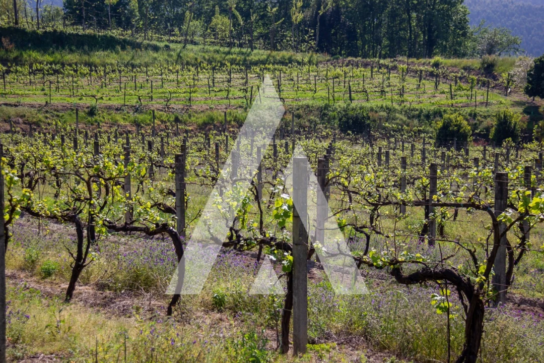Terreno Agricola ou Rústico para Venda em Jugueiros Foto 8