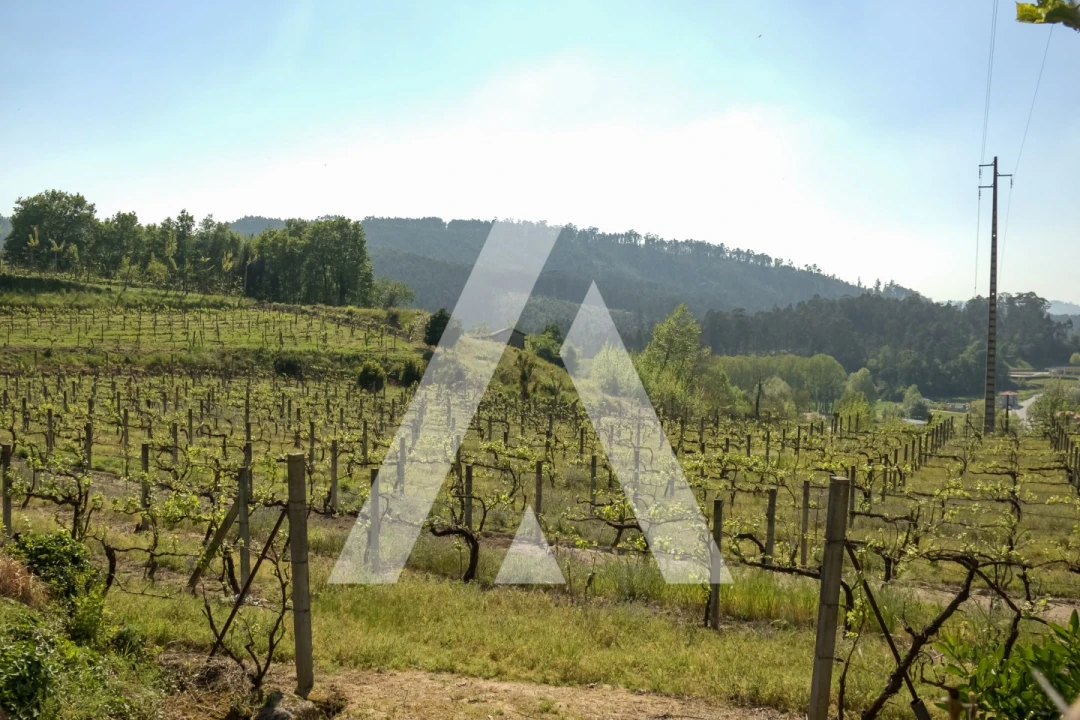 Terreno Agricola ou Rústico para Venda em Jugueiros Foto 12