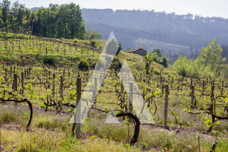 Terreno Agricola ou Rústico para Venda em Jugueiros Foto 3