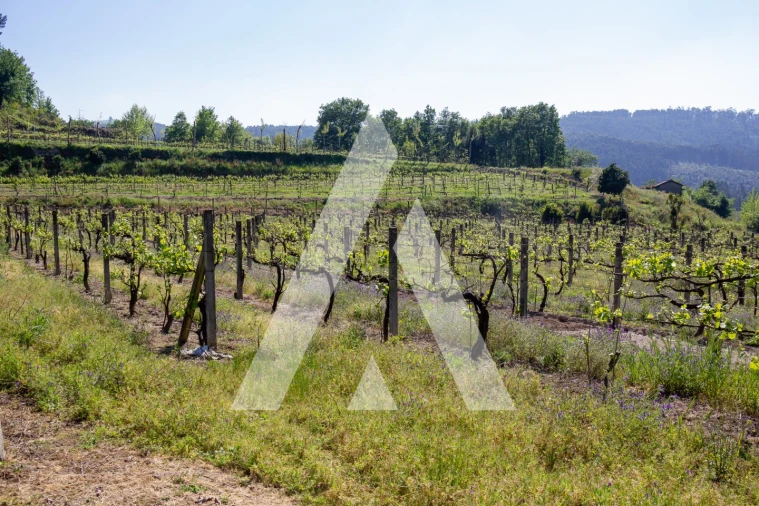 Terreno Agricola ou Rústico para Venda em Jugueiros Foto 4
