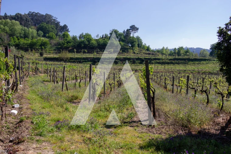 Terreno Agricola ou Rústico para Venda em Jugueiros Foto 5