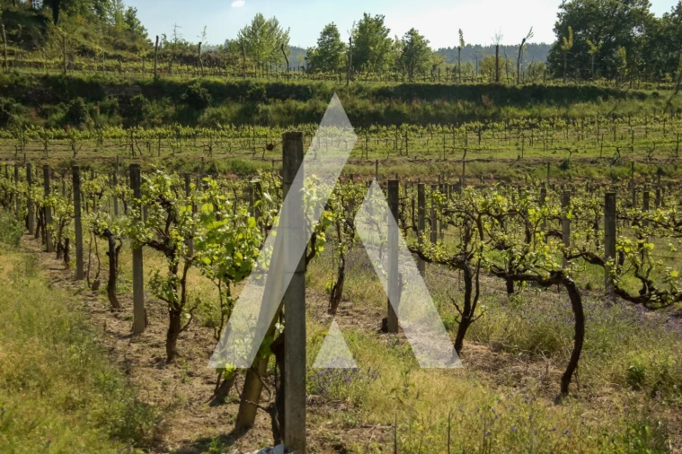 Terreno Agricola ou Rústico para Venda em Jugueiros