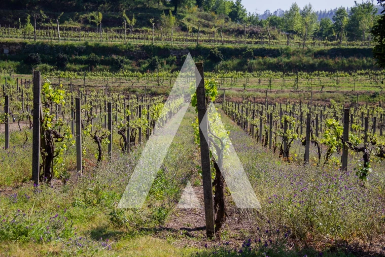 Terreno Agricola ou Rústico para Venda em Jugueiros Foto 6