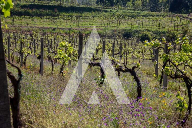 Terreno Agricola ou Rústico para Venda em Jugueiros Foto 7
