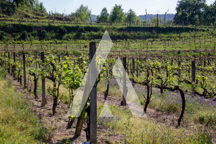 Terreno Agricola ou Rústico para Venda em Jugueiros Foto 9