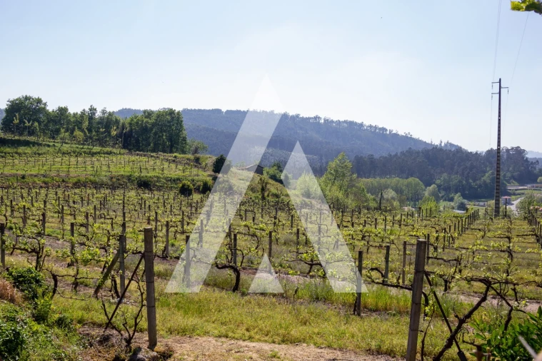 Terreno Agricola ou Rústico para Venda em Jugueiros Foto 10