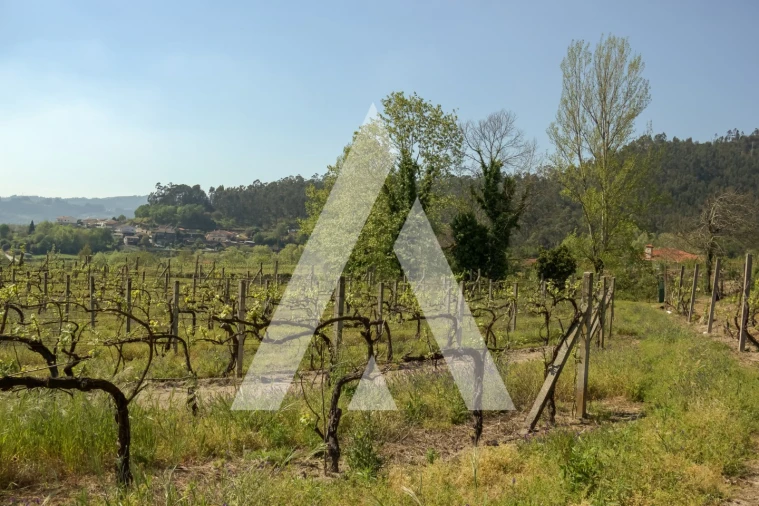 Terreno Agricola ou Rústico para Venda em Jugueiros Foto 11