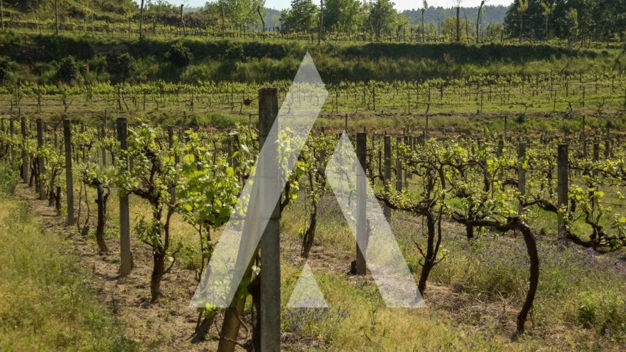 Terreno Agricola ou Rústico para Venda em Jugueiros