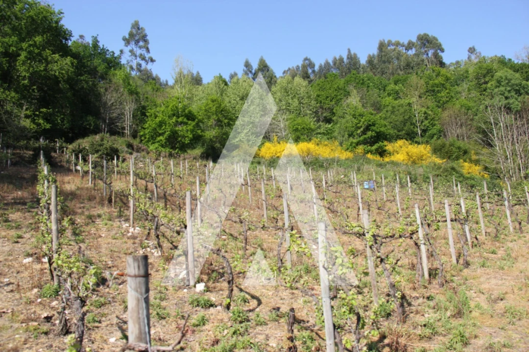 Terreno Misto para Venda em Jugueiros Foto 1
