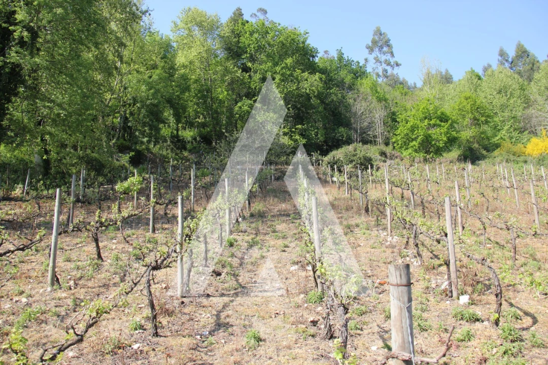 Terreno Misto para Venda em Jugueiros Foto 3