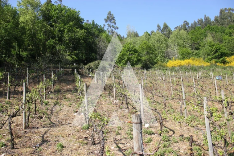 Terreno Misto para Venda em Jugueiros Foto 2