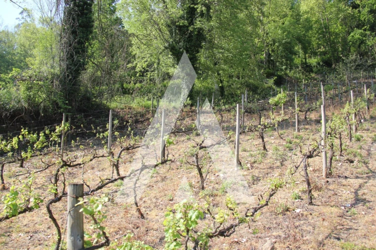 Terreno Misto para Venda em Jugueiros Foto 5