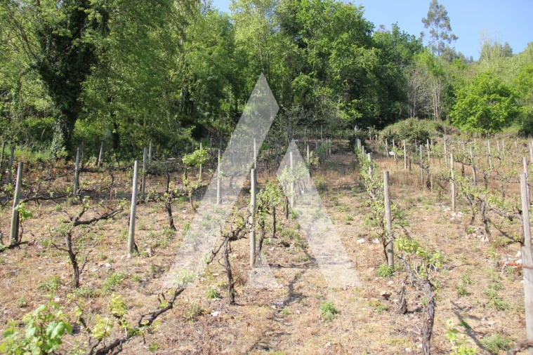 Terreno Misto para Venda em Jugueiros Foto 6