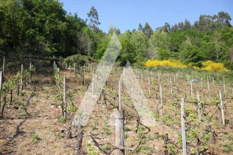 Terreno Misto para Venda em Jugueiros Foto 7