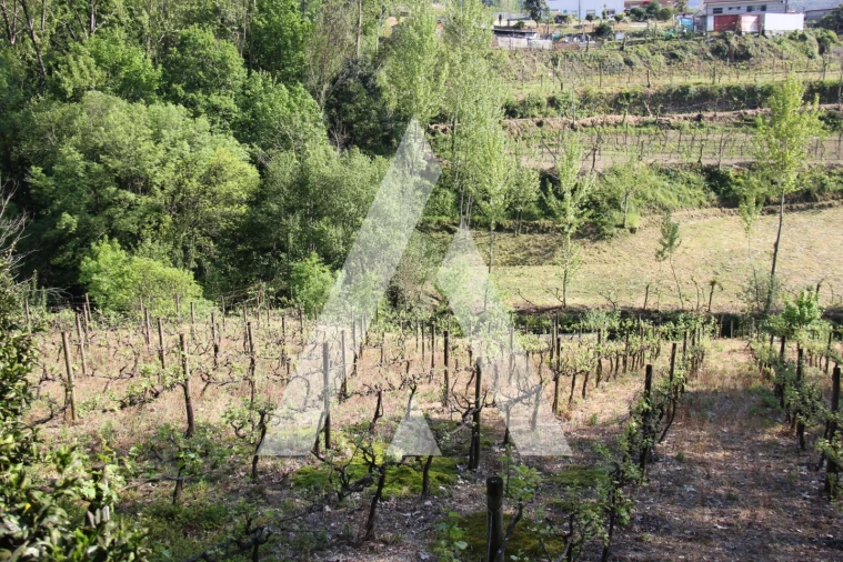 Terreno Misto para Venda em Jugueiros Foto 11