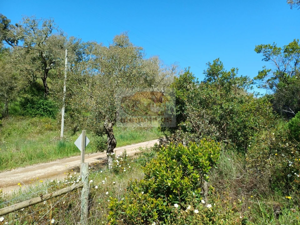 Terreno Agricola ou Rústico para Venda em Grândola e Santa Margarida da Serra Foto 1
