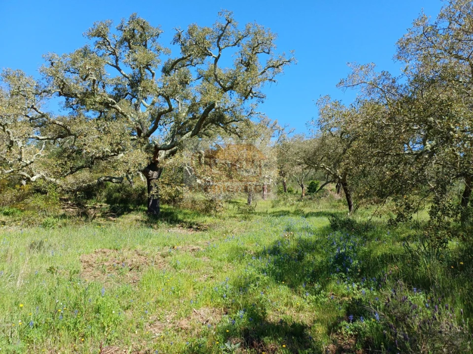 Terreno Agricola ou Rústico para Venda em Grândola e Santa Margarida da Serra Foto 3