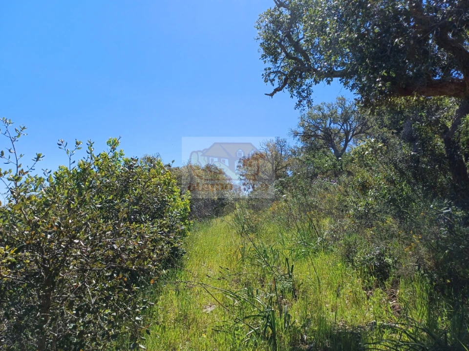 Terreno Agricola ou Rústico para Venda em Grândola e Santa Margarida da Serra Foto 9
